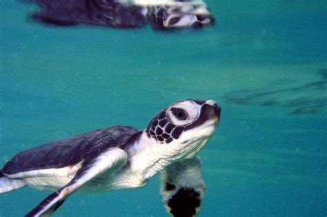 Environmental groups say they'll sue over green sea turtle habitat - UPI.com