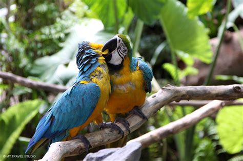 Love birds in a tropical forest in Bali - MyTravelStudio