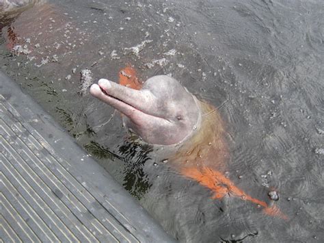 Amazon River Dolphins face extinction risk: Study