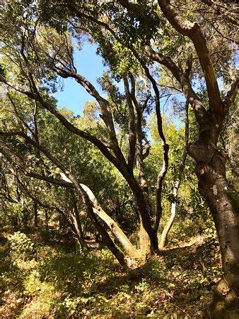 Redwood Regional Park (Oakland) - 2019 All You Need to Know BEFORE You ...