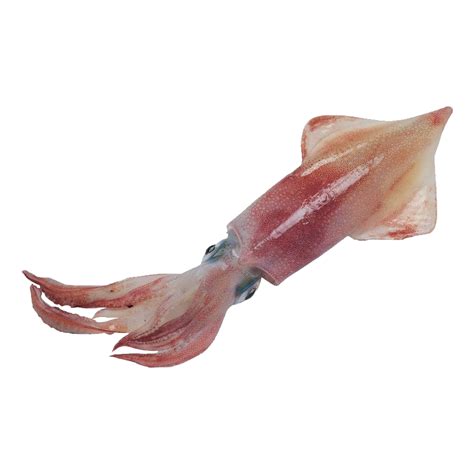 Humboldt Squid PNG Images (Transparent HD Photo Clipart)