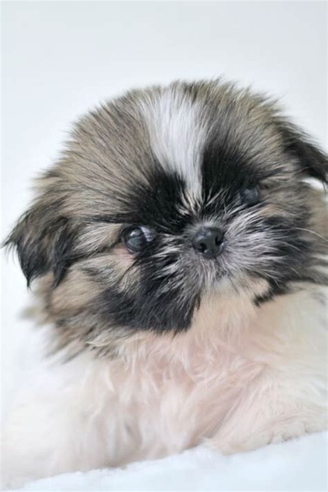 Imperial Shih Tzu Breeders - Shih Tzu Dog