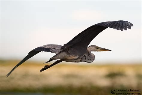 A visit to Getterön in Halland | Lensman - Lennart Hessel