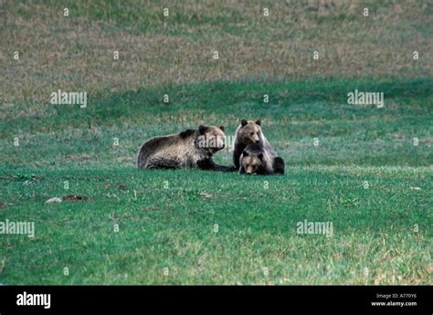 Grizzly bear with cubs Stock Photo - Alamy