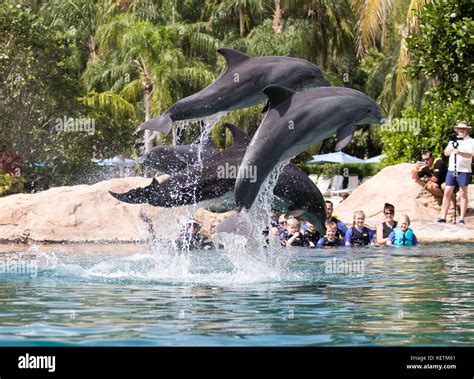 Dolphins during the Dreamflight visit to Discovery Cove in Orlando, Florida Stock Photo - Alamy