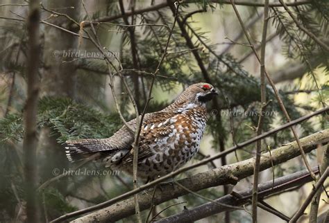 The Western Hazel Grouse – a bird on the edge of extinction – Bird Lens