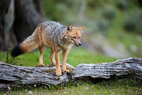 Arctic Fox Facts: Animals of the Arctic - WorldAtlas