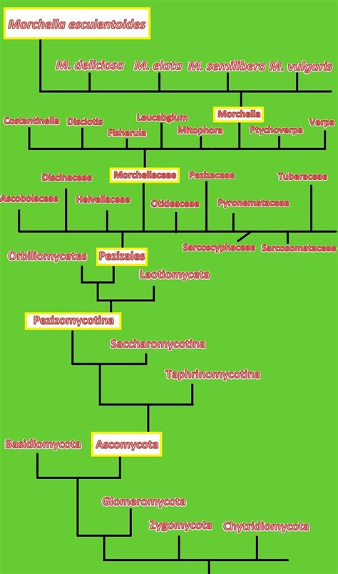 Classification of the Morel Mushroom