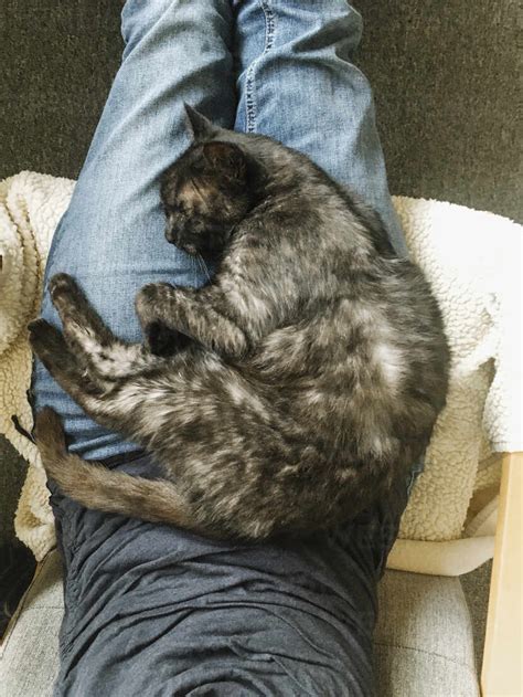 Brown cat sleeping on lap of his owner stock photo