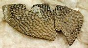 Category:Trionychidae fossils - Wikimedia Commons