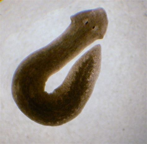 Planarian Lab - Sights + Sounds