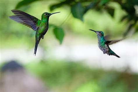 Patience and Flexibility: Galapagos Wildlife — Galen Weld