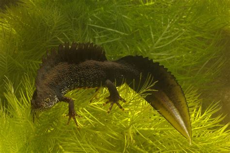 Triturus cristatus – kamsalamander – great crested newt – LIFE Belgian Nature Integrated Project