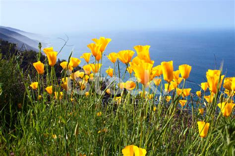 Yellow California Poppy Photograph stock photos - FreeImages.com