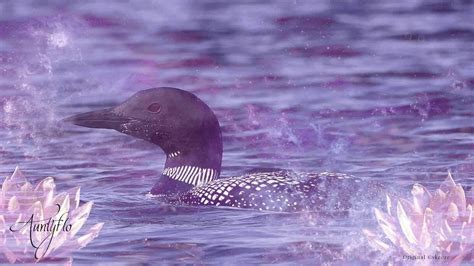 Loon Spiritual Meaning And Interpretation | Auntyflo.com