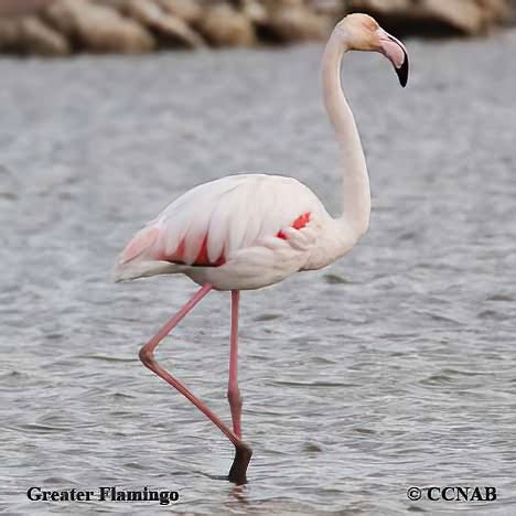 Greater Flamingo - North American Birds - Birds of North America