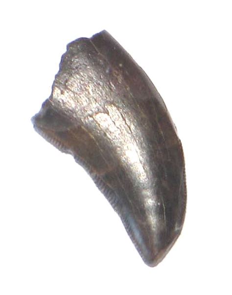 RAPTOR TOOTH DROMAEOSAUR TOOTH