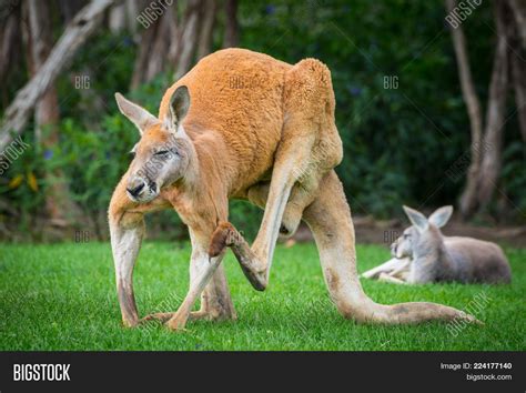 Red Kangaroo Largest Image & Photo (Free Trial) | Bigstock