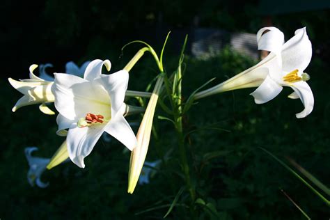 How To Care For Easter Lilies • Insteading