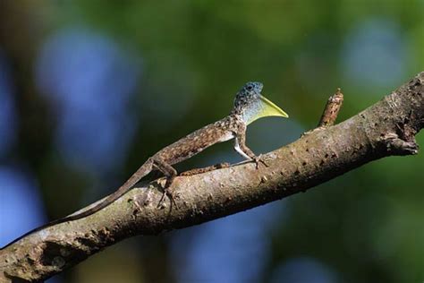 Lizards: the Secret World of Lizards | DinoAnimals.com