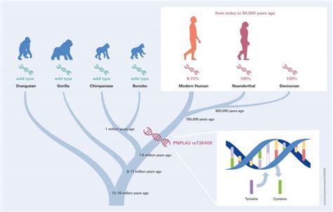 What archaeogenetics tells us about liver steatosis in ancient and ...