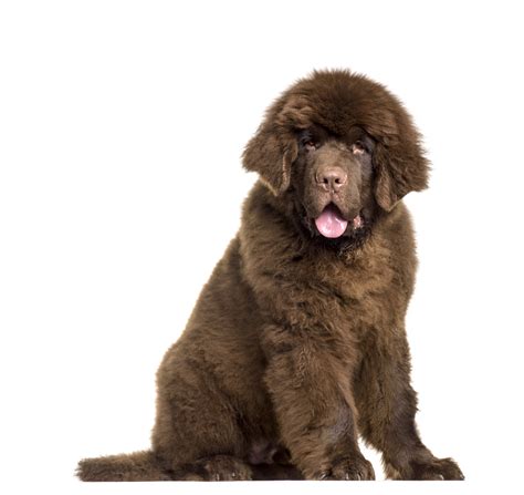 When Do Newfie Puppies Start To Shed? - My Brown Newfies