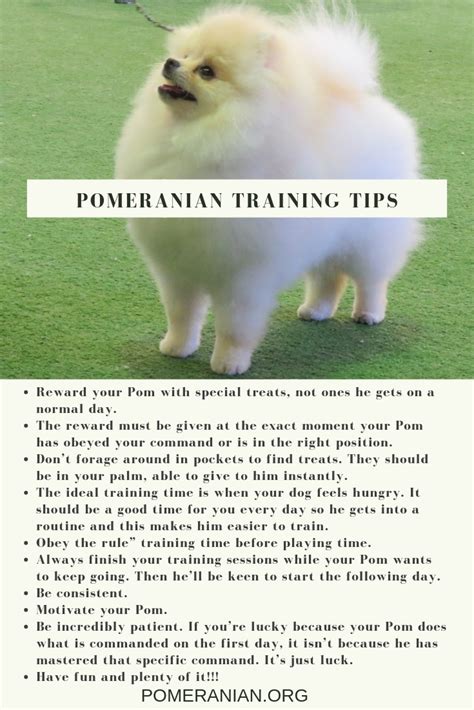 How to Train a Pomeranian