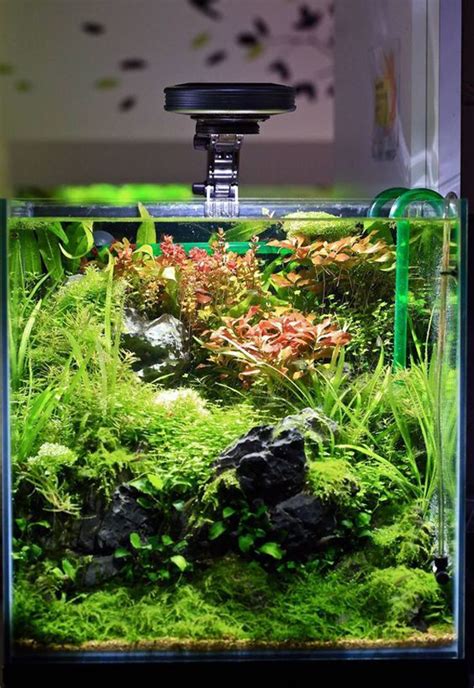 20 Creative Ways To Use Aquascaping Plants For Diorama Look ...