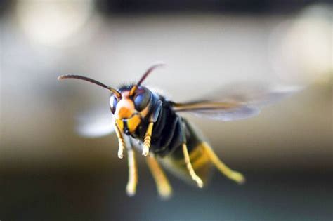 UK bees in 'catastrophic' danger amid invasion of deadly Asian hornets | Science | News ...