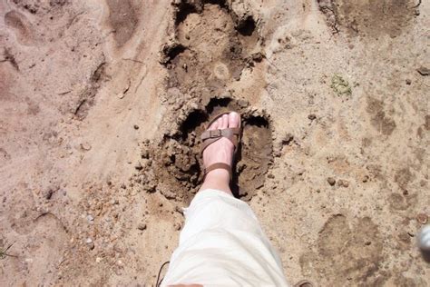 My foot in a hippo footprint. | Photo