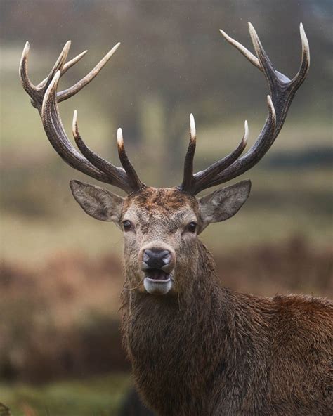 How to Photograph Native Scottish Wildlife - Nature TTL