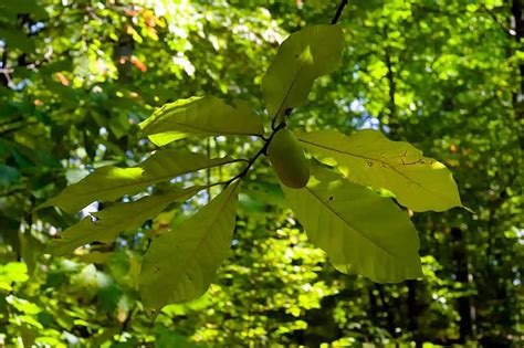 Paw Paw Trees - How to Grow and Care For Asimina triloba | Green and Vibrant