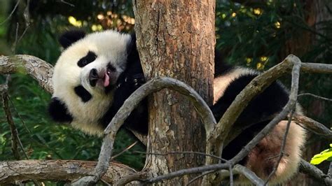 'Little Miracle' panda cub makes public debut as National Zoo reopens ...