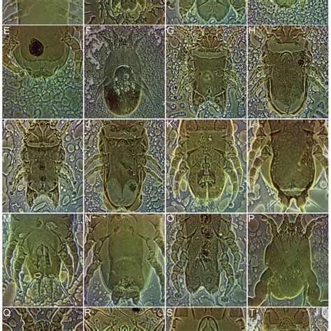 Feather mites from birds in Piracicaba, Brazil: Dermoglyphus elongatus... | Download Scientific ...