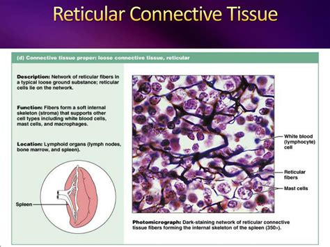 Reticular Connective Tissue Structure