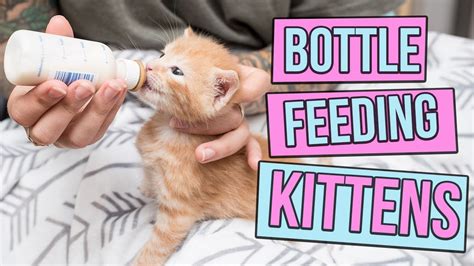 best way to feed kittens high quality & fast shipping