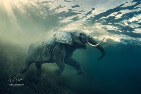 underwater elephant | Elephant photography, Elephant, Underwater