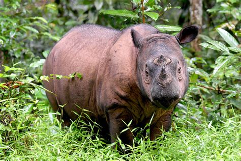 Malaysia’s last female Sumatran rhino falls ill | The ASEAN Post