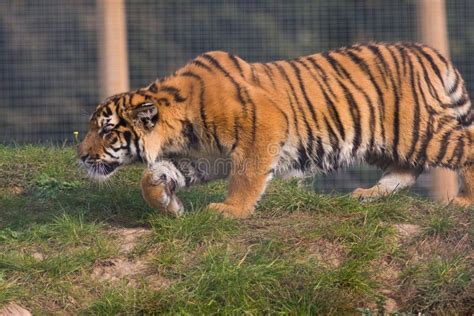 Prowling Tiger Cub stock photo. Image of young, hunted - 24610204