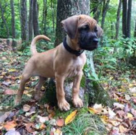 Rhodesian Ridgeback vs Black Mouth Cur - Breed Comparison