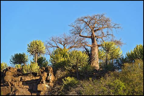 Botswana Landscapes Page | Botswana, Landscape, Nature