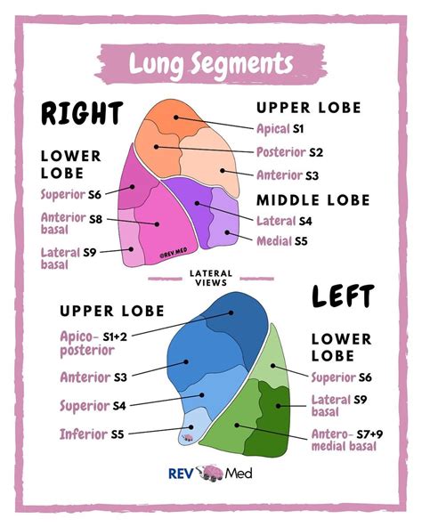 52 Images for : Lung Anatomy - Kodeposid