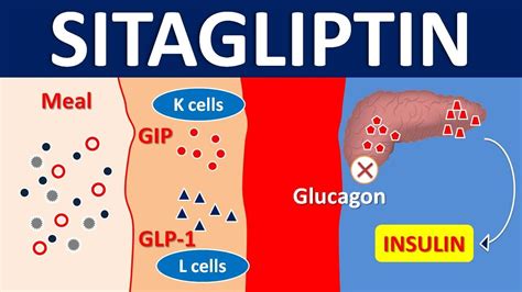 Sitagliptin for type 2 diabetes mellitus | DPP 4 inhibitor | Mechanism, precautions & side ...