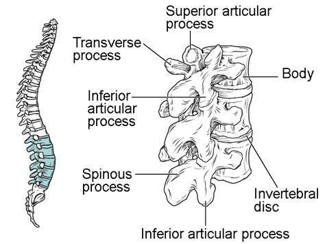 The Vertebral Column | Anatomy and Physiology I