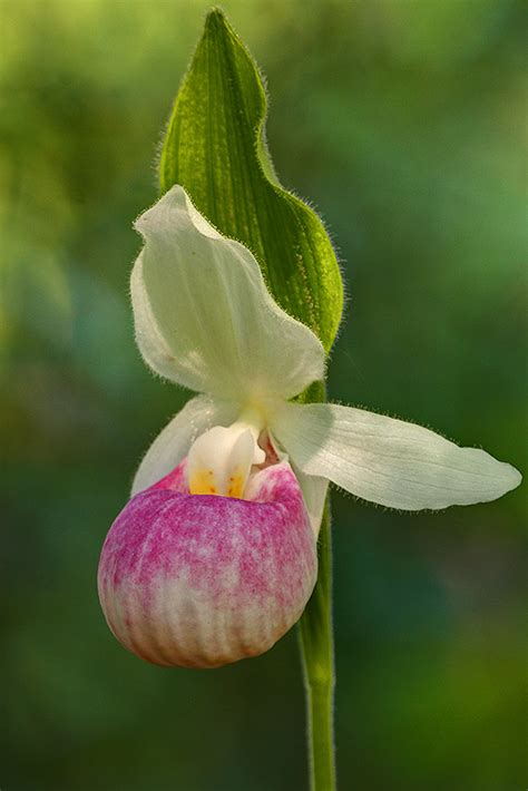 Pink Lady Slipper-Minnesota State Flower | Lake Itasca State… | Flickr