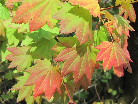 Shrubs for wildlife – Vine maple « TreeTopics