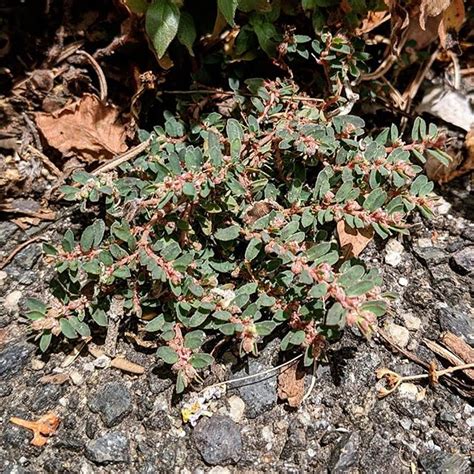 Spotted Spurge (Euphorbia maculata) – Weeds of Melbourne