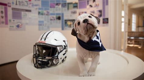 Yale University crowns new Handsome Dan mascot | fox61.com