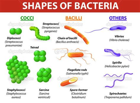 bacterial cell shapes and arrangements - Google Search | Bacteria ...