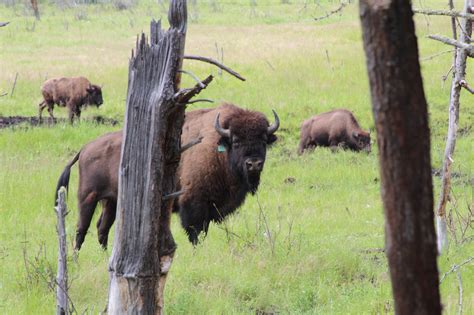 Hybrid European Bison (Wisent) - Badly Scattered Buffalo Co.